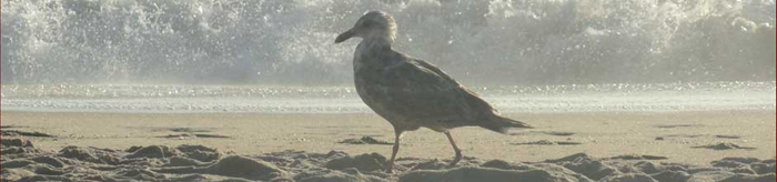 Outer Banks Beach Bird