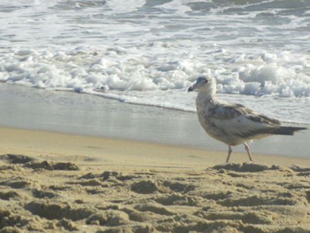 Seabird at Outer Banks