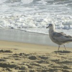 Seabird on Beach