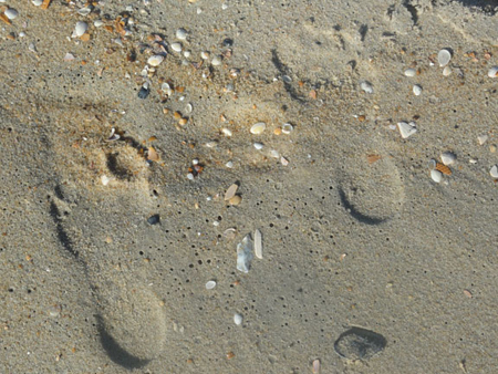 shells-footprints
