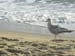 bird-in-sand-by-waves