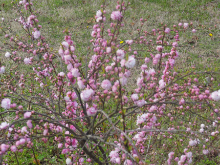 Flowering-Almond