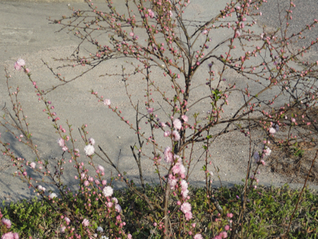 Flowering-Almond12