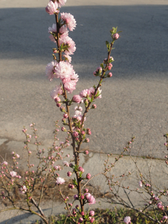 Flowering-Almond14