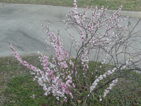 Flowering-Almond17