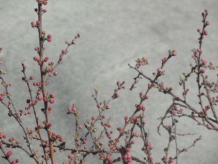 Flowering-Almond5