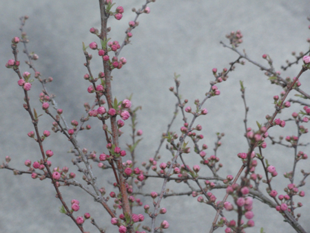 flowering-almond4