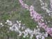flowering-almond25